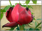 foto Rose